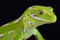 Jewelled gecko Naultinus gemmeus