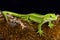 Jewelled gecko Naultinus gemmeus