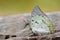Jewelled Nawab Polyura delphis white butterfly decorated by orange diamond spots with details of wings antenna head