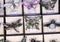 Jewelry retail showcase display different insect form brooches