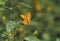 Jewelweed 51364