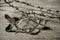 Jewish badge and barbed wire, in sepia toning