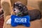 Jewish black and white Havanese puppy dog laying on a couch with a blue and white toy bone that says kosher in white letters