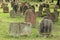 Jewish Cemetery in Worms or Heiliger Sand, in Worms, Germany