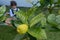 Jewish girl picking a fresh Etrog from on a tree