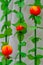 Jewish holiday Sukkot background. Jewish festival of Sukkot. Part of Traditional sukkah hut with pomegranate decor.