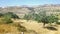 Jewish settlement with olive trees