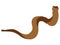 Jewish shofar illustration