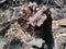 Jews ear, black wood ear, Auricularia auricula Hirneola polytricha, growing on a tree.