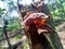 Jews ear, black wood ear, Auricularia auricula Hirneola polytricha, growing on a tree.