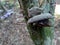 Jews ear, black wood ear, Auricularia auricula Hirneola polytricha, growing on a tree.