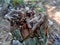 Jews ear, black wood ear, Auricularia auricula Hirneola polytricha, growing on a tree.