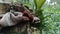 Jews ear wood ear, Auricularia auricula, Hirneola polytricha, jelly ear, pepeao, Judas`s Ear, growing on a tree. Used in folk me