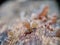 Jews ear wood ear, Auricularia auricula, Hirneola polytricha, jelly ear, pepeao, Judas`s Ear, growing on a tree. Used in folk me