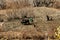 Jharkot, Nepal - November 17, 2015: Nepalese family with the help of a bull plowing the land in late autumn