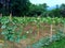 Jhinga Cultivation at Hooghly,West Bengal,India.