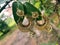 Jhumka ear rings hanging on leaves