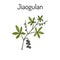 Jiaogulan Gynostemma pentaphyllum , medicinal plant