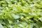 Jicama leaves