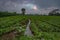 Jicama plant in the plantation in the beautiful morning