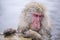 Jigokudani snow monkey bathing onsen hotspring famous sightseein