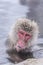 Jigokudani snow monkey bathing onsen hotspring famous sightseein