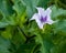 Jimson Weed