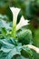 Jimson weed