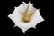 Jimson weed flower with water Drops