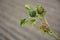 Jimson weed plant, datura stramonium