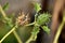 Jimson weed plant, datura stramonium