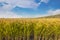 Jin Cancan`s heavy rice under the blue sky and white clouds.