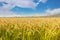 Jin Cancan`s heavy rice under the blue sky and white clouds.