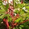 Jing orange okra, Abelmoschus esculentus, grows in a kitchen garden