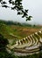 Jinkeng terraced rice fields in Longshan,Guilin