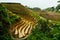 Jinkeng terraced rice fields in Longshan,Guilin