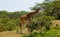 Jiraffe in African bush