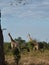 Jiraffe group Zambia safari Africa nature wildlife