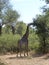 Jiraffe group Zambia safari Africa nature wildlife