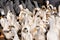 Jiu Chi Town, China: Caged White Ducks