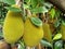 Jjackfruits hanging on tree