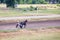 A jockey on a chariot with a black horse warms up the animal and warms up before the races