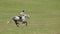 Jockey on Horse in Gallop