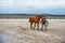 Jockey keeps brown horse on leash . love of the horse