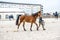 Jockey keeps brown horse on leash . love of the horse