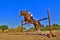 Jockey with purebred horse