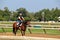 Jockey sitting on horse, riding around the track, Saratoga Racecourse, New York,2017