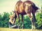 Jockey woman sitting with horse on meadow