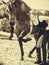 Jockey woman taking care of horse