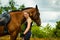 Jockey young woman getting horse ready for ride